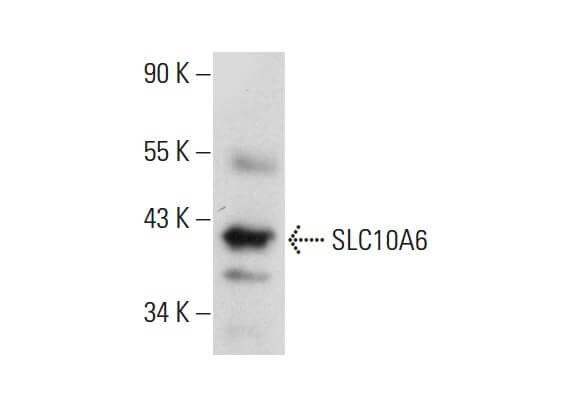 SCBT - Santa Cruz Biotechnology