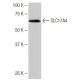 SLC17A4 Antibody (NQ-C19) - Western Blotting - Image 65053
