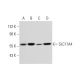 SLC17A4 Antibody (NQ-C19) - Western Blotting - Image 295602 