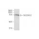 SLC22A12 Antibody (2B5) - Western Blotting - Image 347636 