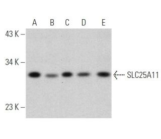 SLC25A11 Antibody (E-2) - Western Blotting - Image 364929 