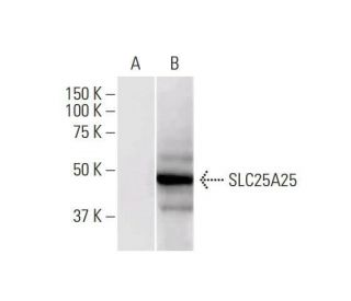 SLC25A25 Antibody (4D8) - Western Blotting - Image 352227 