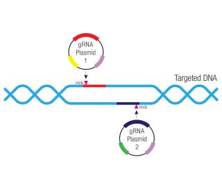 新品★a子★GENE AZI2 sgRNA CRISPR/Cas9 All-in-One Non-viral Vector set