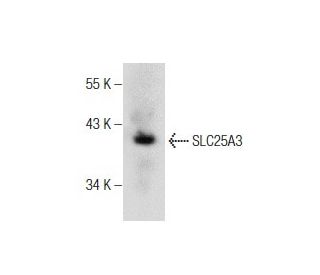 SLC25A3 Antibody (F-1) - Western Blotting - Image 158468 