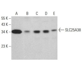 SLC25A38 Antibody (B-10) - Western Blotting - Image 380178 