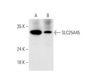 SLC25A45 Antibody (C-6) - Western Blotting - Image 332750 