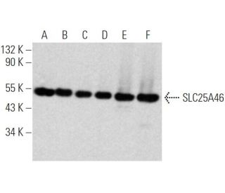 SLC25A46 Antibody (G-2) - Western Blotting - Image 368024 