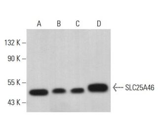 SLC25A46 Antibody (H-5) - Western Blotting - Image 380790 