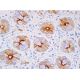 SLC26A3 Antibody (H-8) - Immunohistochemistry - Image 386001