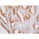 SLC26A3 Antibody (H-8) - Immunohistochemistry - Image 386002 