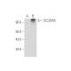 SLC26A6 Antibody (F-5) - Western Blotting - Image 344586