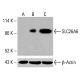 SLC26A6 Antibody (F-5) - Western Blotting - Image 415969 