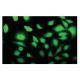 SLC2A4RG Antibody (K-41) - Immunofluorescence - Image 53964
