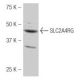 SLC2A4RG Antibody (K-41) - Western Blotting - Image 54011 