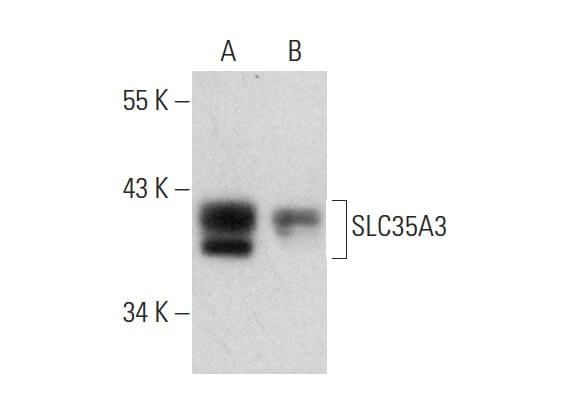 SCBT - Santa Cruz Biotechnology