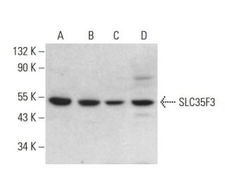 SLC35F3 Antibody (B-2) - Western Blotting - Image 376665 