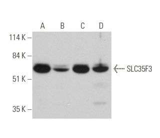 SLC35F3 Antibody (C-12) - Western Blotting - Image 346496 
