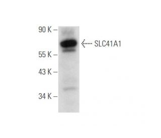 SLC41A1 Antibody (C-12) - Western Blotting - Image 344581 
