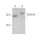 SLC41A1 Antibody (C-12) - Western Blotting - Image 379600