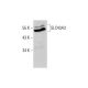 SLC43A3 Antibody (E-10) - Western Blotting - Image 348592
