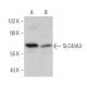 SLC43A3 Antibody (E-10) - Western Blotting - Image 360580 