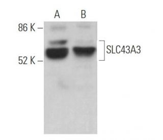 SLC43A3 Antibody (E-10) - Western Blotting - Image 371120 