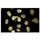 SLC4A1AP Antibody (49) - Immunofluorescence - Image 60532 