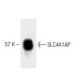 SLC4A1AP Antibody (49) - Western Blotting - Image 60208