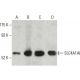 SLC4A1AP Antibody (49) - Western Blotting - Image 396648 