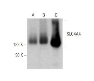 SLC4A4 Antibody (G-9) - Western Blotting - Image 350825 