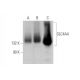 SLC4A4 Antibody (G-9) - Western Blotting - Image 350825 