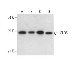 SLD5 Antibody (D-7) - Western Blotting - Image 308417 