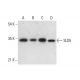 SLD5 Antibody (D-7) - Western Blotting - Image 308417 