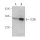SLD5 Antibody (D-7) - Western Blotting - Image 372901