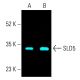 SLD5 Antibody (D-7) - Western Blotting - Image 402099 