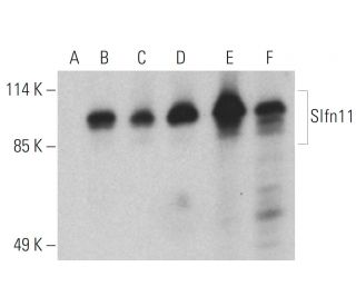 Slfn11 Antibody (E-4) - Western Blotting - Image 395687 