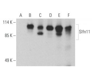 Slfn11 Antibody (D-2) - Western Blotting - Image 395688