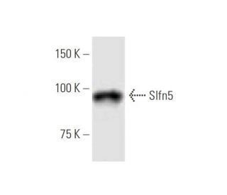 Slfn5 Antibody (4G2) - Western Blotting - Image 347637