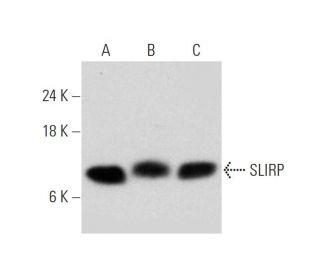 SLIRP Antibody (B-12) - Western Blotting - Image 320906 