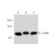 SLIRP Antibody (B-12) - Western Blotting - Image 320906 