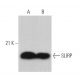SLIRP Antibody (B-12) - Western Blotting - Image 366569