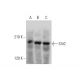 western blotting image from recommended Slit2 (F-7) monoclonal antibody replacement. Image 320877