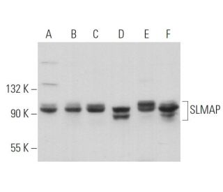SLMAP Antibody (B-9) - Western Blotting - Image 373526 