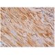 SLMAP Antibody (D-3) - Immunohistochemistry - Image 334013