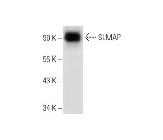 SLMAP Antibody (D-3) - Western Blotting - Image 295730 
