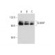 SLMAP Antibody (SJ-09) - Western Blotting - Image 308601 