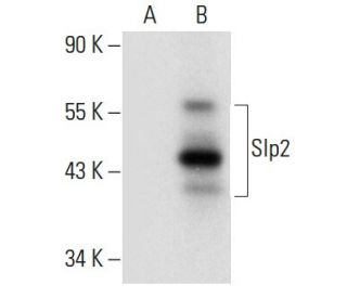 Slp2 Antibody (C-4) - Western Blotting - Image 299150 