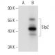 Slp2 Antibody (C-4) - Western Blotting - Image 299150 