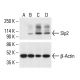 Slp2 Antibody (C-4) - Western Blotting - Image 411745