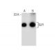 SLPI Antibody (A-11) - Western Blotting - Image 160513